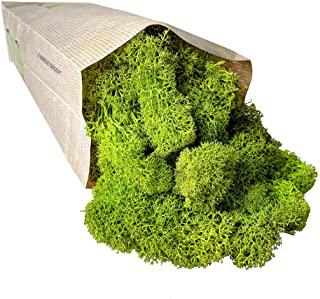 Recensioni di quadro cactus