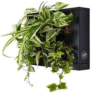 Recensioni di quadro vegetale