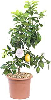 Recensioni di alberi sempreverdi da giardino