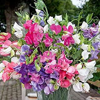 Recensioni di arbusti sempreverdi cespugli da giardino