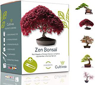 Recensioni di bonsai da giardino