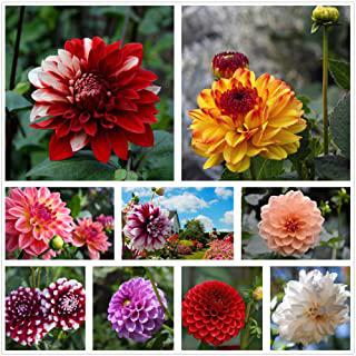 Recensioni di fiori da giardino perenni