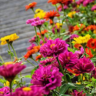 Recensioni di fiori da giardino primaverili
