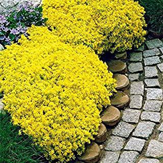 Recensioni di fiori gialli da giardino perenni