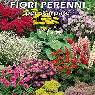 Recensioni di fiori giardino perenni