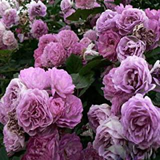 Recensioni di fiori viola da giardino