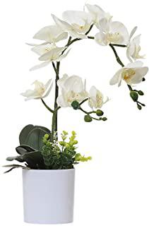 Recensioni di fioriere per orchidee