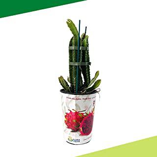 Recensioni di palme da giardino