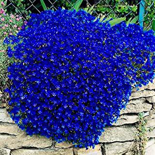 Recensioni di piante da giardino perenni