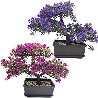 Recensioni di piante per giardino zen