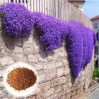 Recensioni di piante perenni da giardino