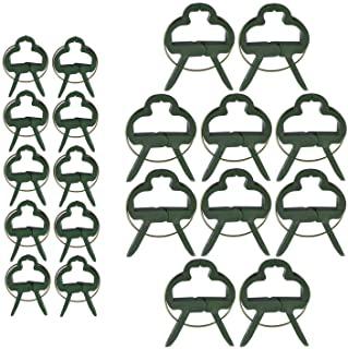 Recensioni di piante rampicanti da giardino
