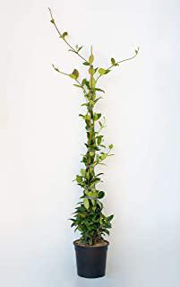 Recensioni di sempreverdi da giardino