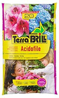 Recensioni di terriccio per acidofile