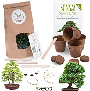 Recensioni di ulivo bonsai da giardino